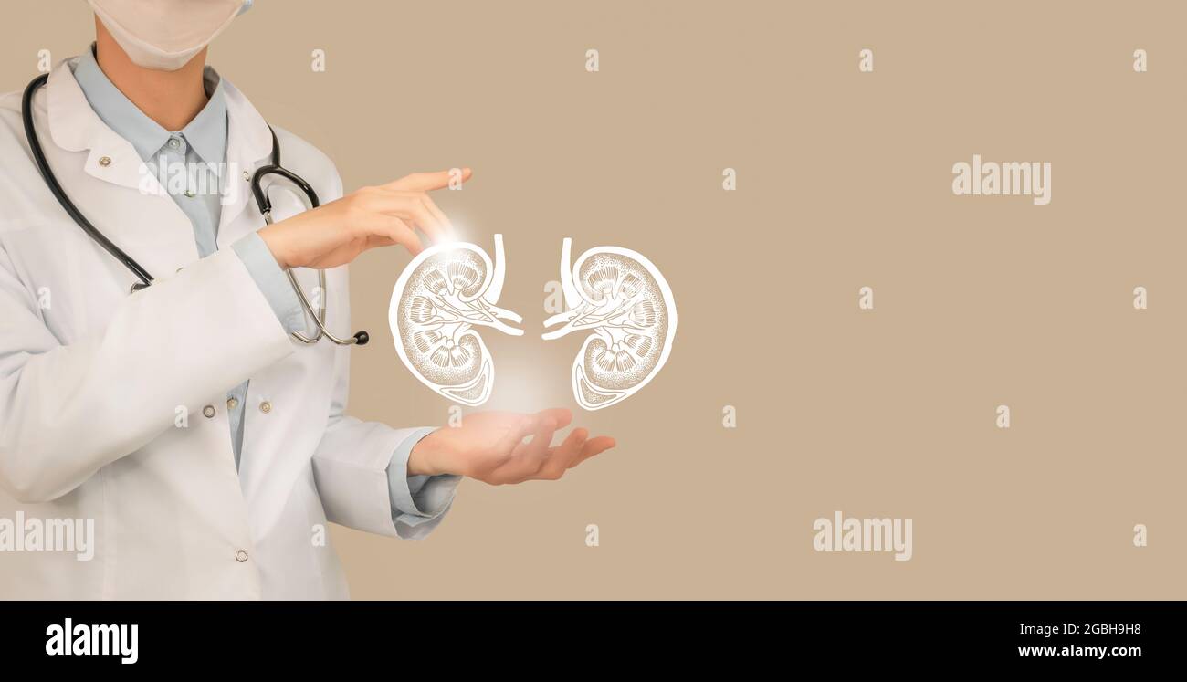 Ärztin hält virtuelle Nieren in der Hand. Handgezeichnetes menschliches Organ, Kopierraum auf der rechten Seite, beige Farbe. Bestand des Servicekonzepts des Gesundheitskrankenhauses Stockfoto