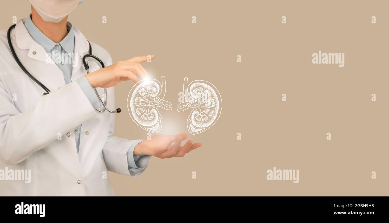 Ärztin hält virtuelle Nieren in der Hand. Handgezeichnetes menschliches Organ, Kopierraum auf der rechten Seite, beige Farbe. Bestand des Servicekonzepts des Gesundheitskrankenhauses Stockfoto