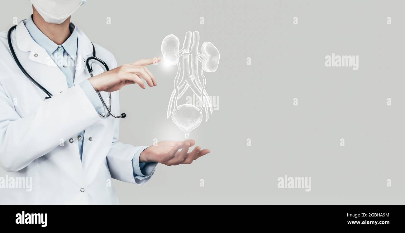Ärztin hält virtuelle Blase und Nieren in der Hand. Handgezeichnetes menschliches Organ, Kopierraum auf der rechten Seite, graue hdr-Farbe. Gesundheitswesen/wissenschaftliche te Stockfoto