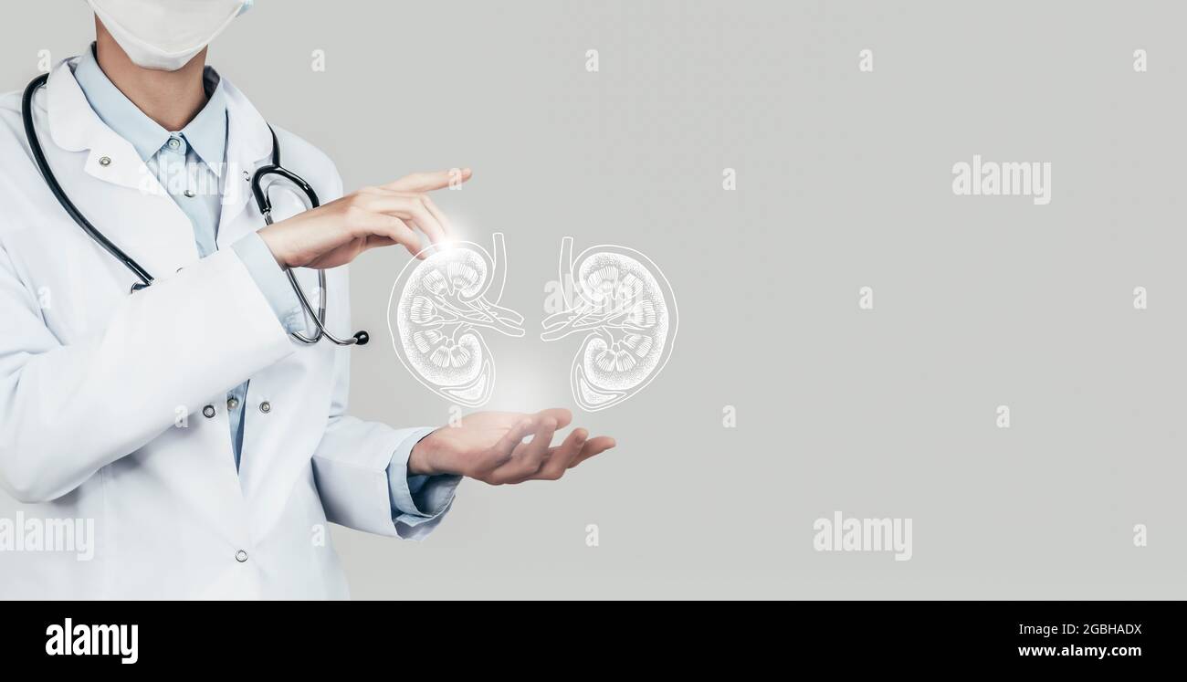 Ärztin hält virtuelle Nieren in der Hand. Handgezeichnetes menschliches Organ, Kopierraum auf der rechten Seite, graue hdr-Farbe. Gesundheitswesen / wissenschaftliche Technologien Co Stockfoto