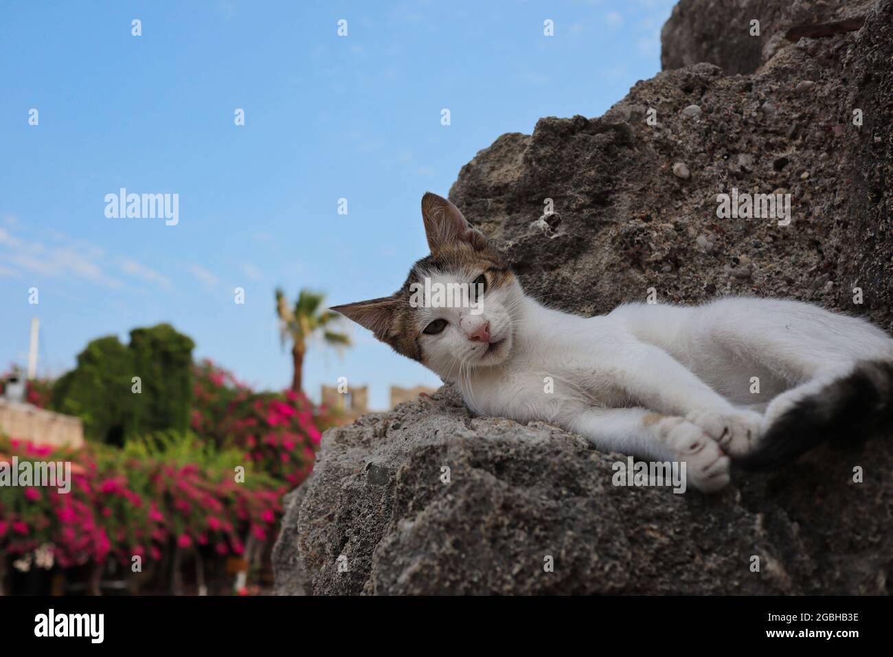 Die junge griechische Feral-Katze liegt auf Stein in Rhodos-Stadt. Das entzückende, streunende Kitten ruht auf der Felswand in Griechenland. Stockfoto