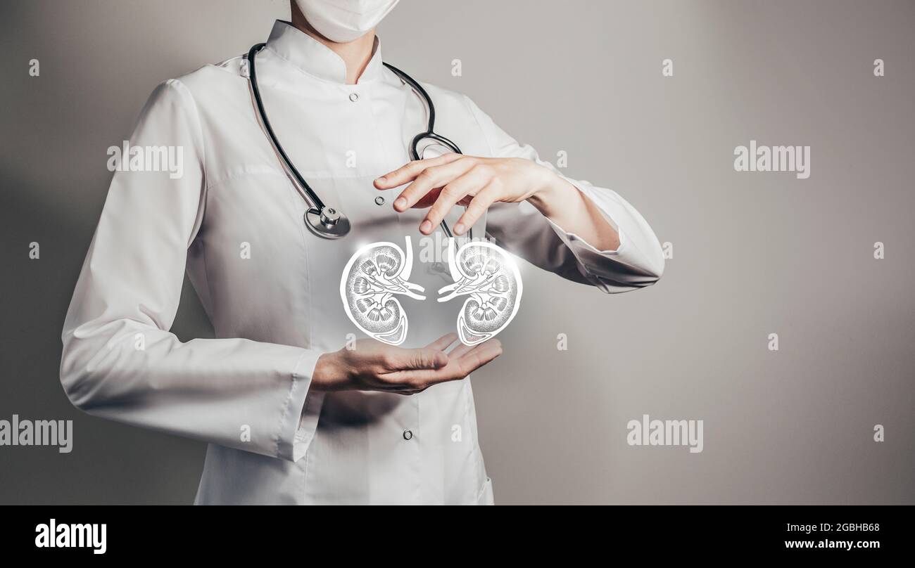 Ärztin hält virtuelle Nieren in der Hand. Handgezeichnetes menschliches Organ, Kopierraum auf der rechten Seite, graue hdr-Farbe. Gesundheitswesen / wissenschaftliche Technologien Co Stockfoto