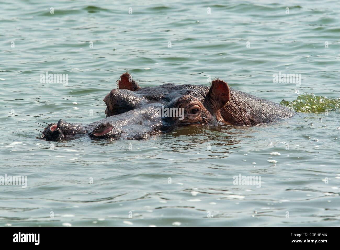 Queen Elizabeth Park, uganda - august 2008 - Hippo (Hippopotamus amphibius) Stockfoto