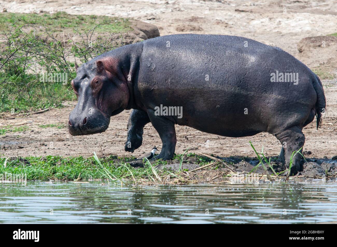 Queen Elizabeth Park, uganda - august 2008 - Hippo (Hippopotamus amphibius) Stockfoto