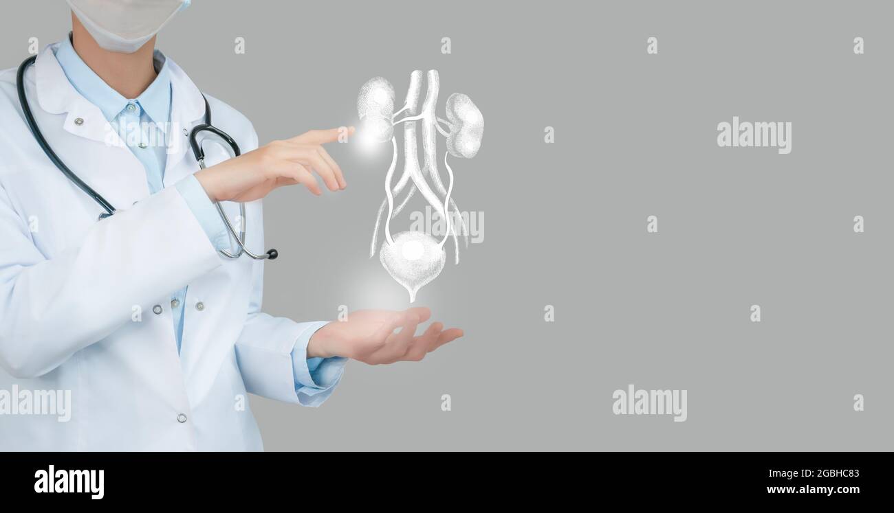 Ärztin, die virtuell Bladder und Nieren in der Hand hält. Handgezeichnetes menschliches Organ, Kopierraum auf der rechten Seite, RAW-Fotofarben. Gesundheitswesen Krankenhaus Service Stockfoto