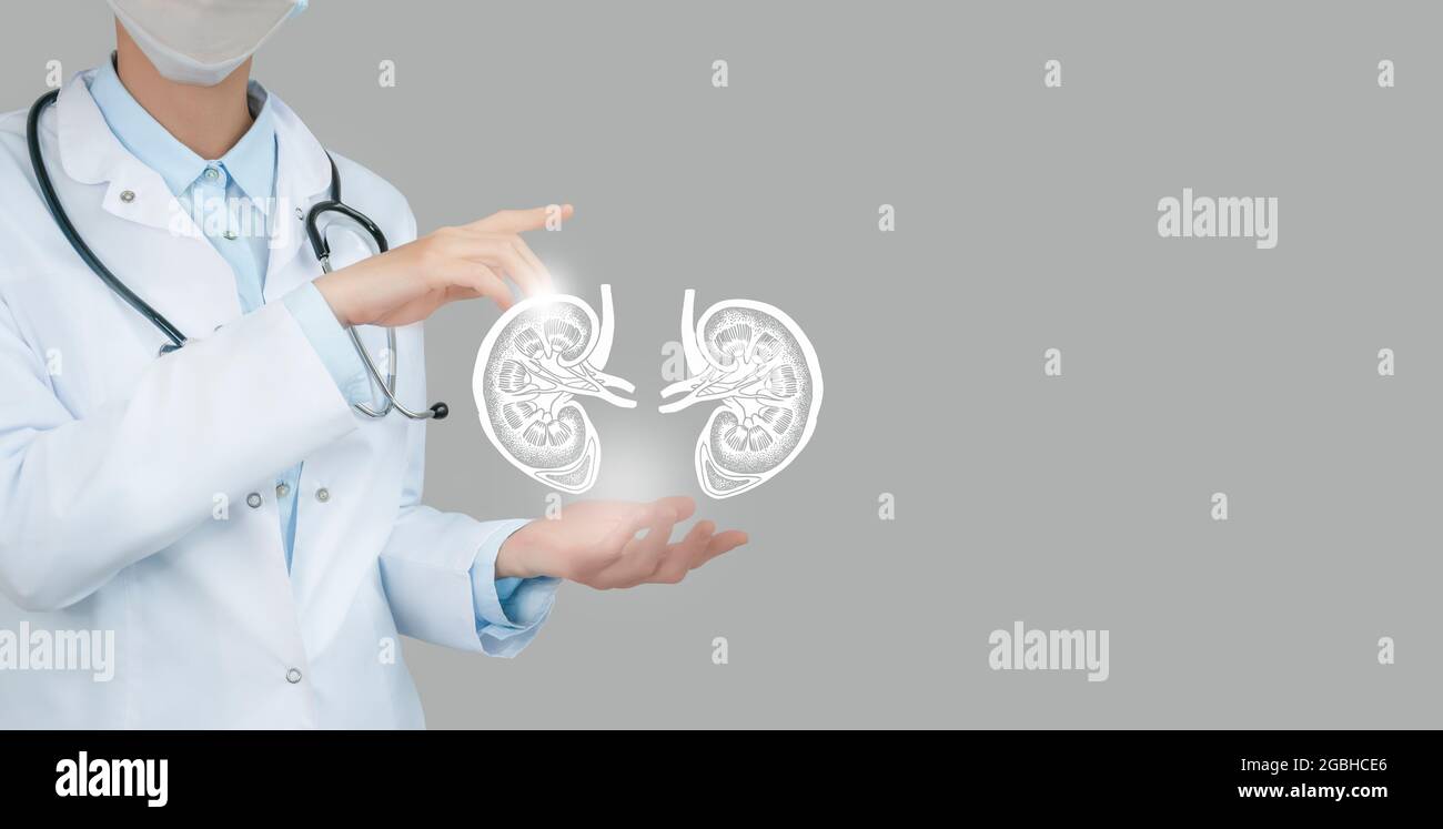 Ärztin hält virtuelle Nieren in der Hand. Handgezeichnetes menschliches Organ, Kopierraum auf der rechten Seite, RAW-Fotofarben. Servicekonzept des Gesundheitskrankenhauses Stockfoto