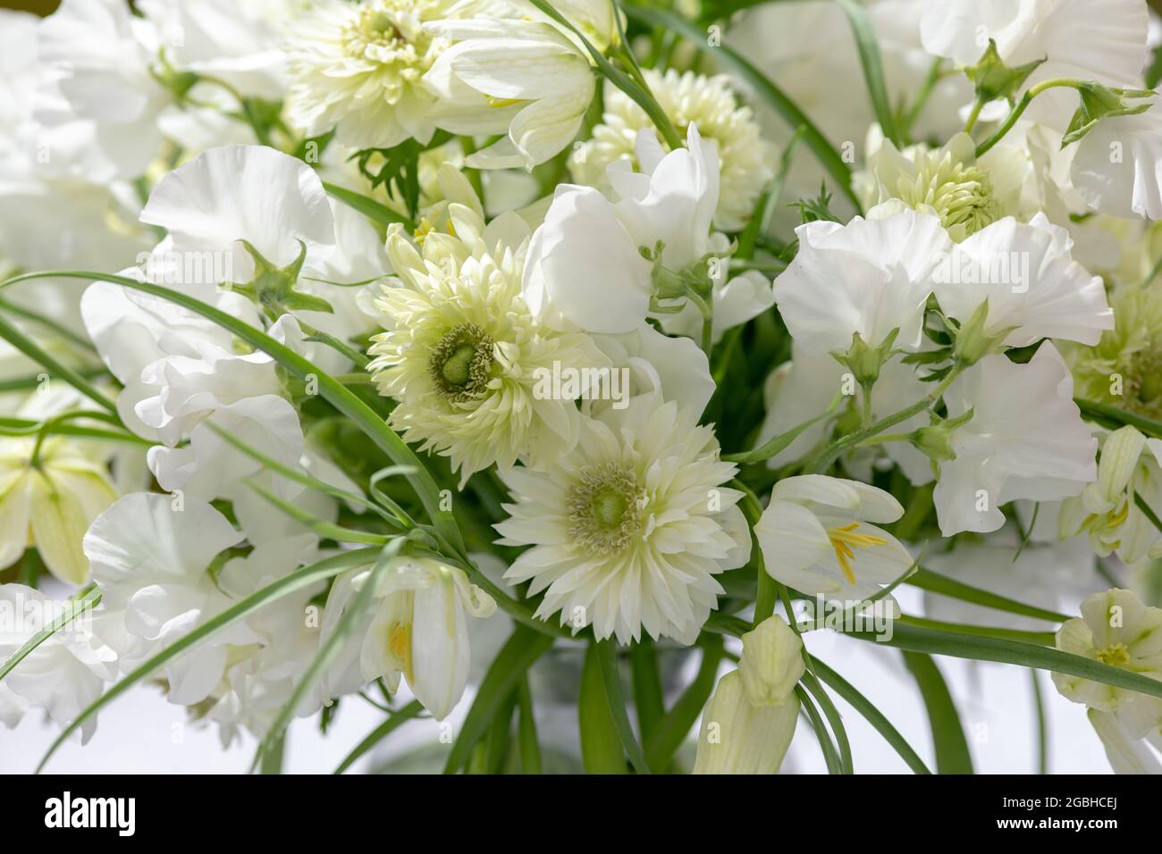botanik, runder Blumenstrauß in weiß, Anemone coronaria, Fritillaria alba, ZUR GRUSSKARTE/POSTKARTENVERWENDUNG IN KEIMREDE.C ES KÖNNEN BESTIMMTE EINSCHRÄNKUNGEN GELTEN Stockfoto