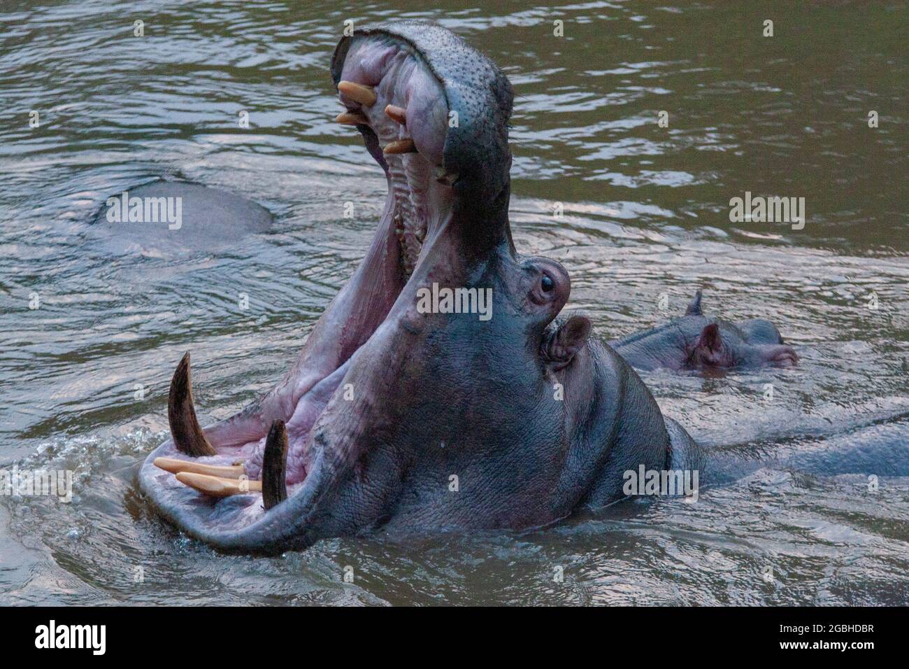 Queen Elizabeth Park, uganda - august 2008 - Hippo (Hippopotamus amphibius) Stockfoto