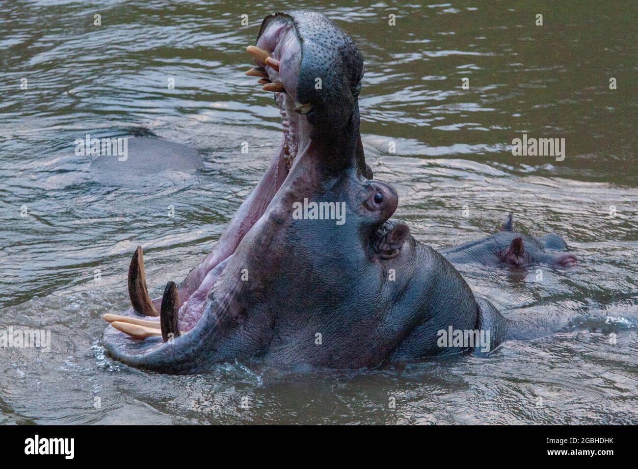 Queen Elizabeth Park, uganda - august 2008 - Hippo (Hippopotamus amphibius) Stockfoto