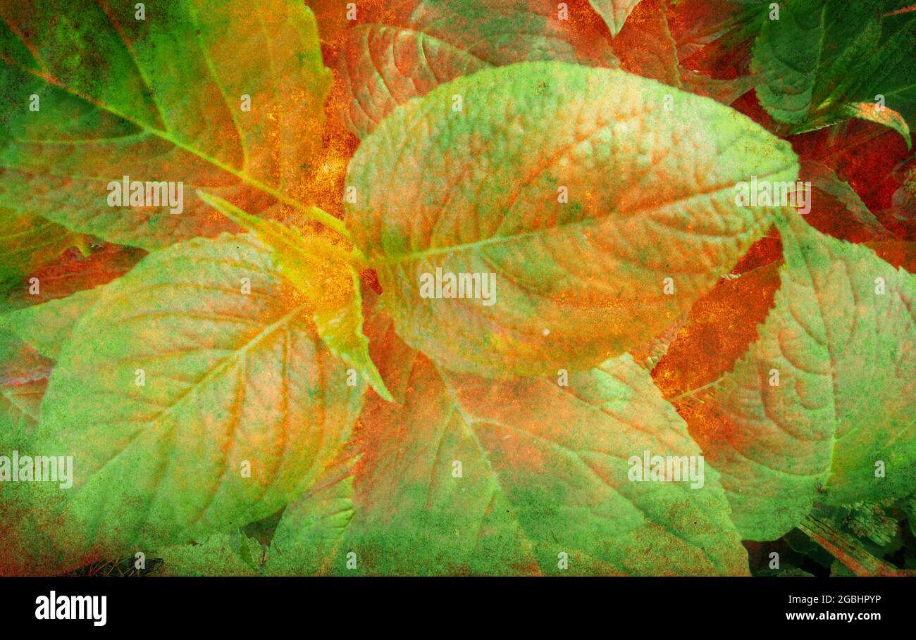 Farbenfroher Blatthintergrund Stockfotografie Alamy