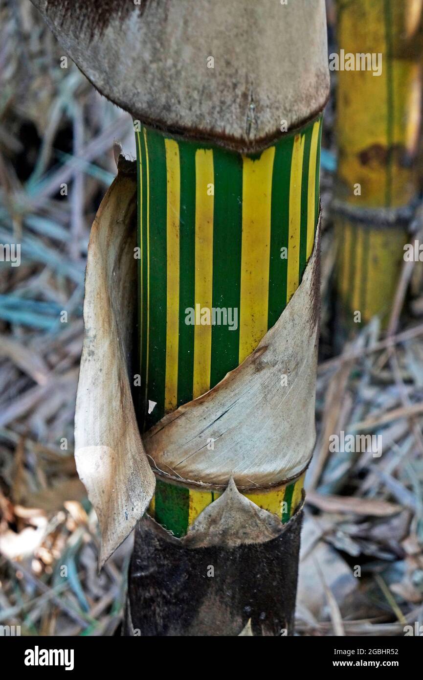 Gelb-grn gestreifte Bambus-Stiel Detail Stockfotografie - Alamy