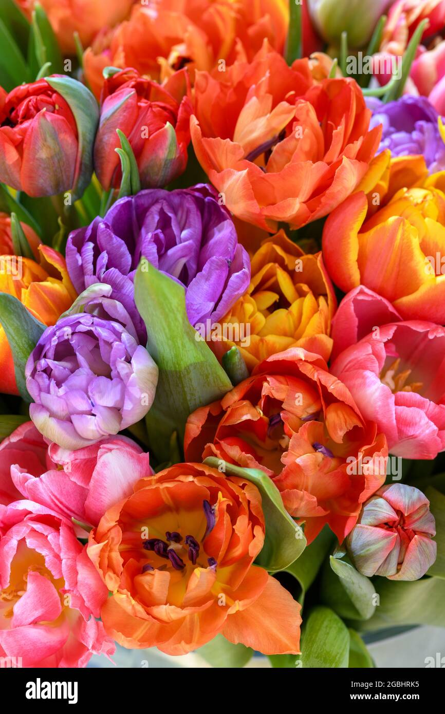botanik, Blumenstrauß aus Tulpen im Glasgefäß, ZUR GRUSSKARTEN-/POSTKARTENVERWENDUNG IN KEIMREDE.C ES KÖNNEN BESTIMMTE EINSCHRÄNKUNGEN GELTEN Stockfoto