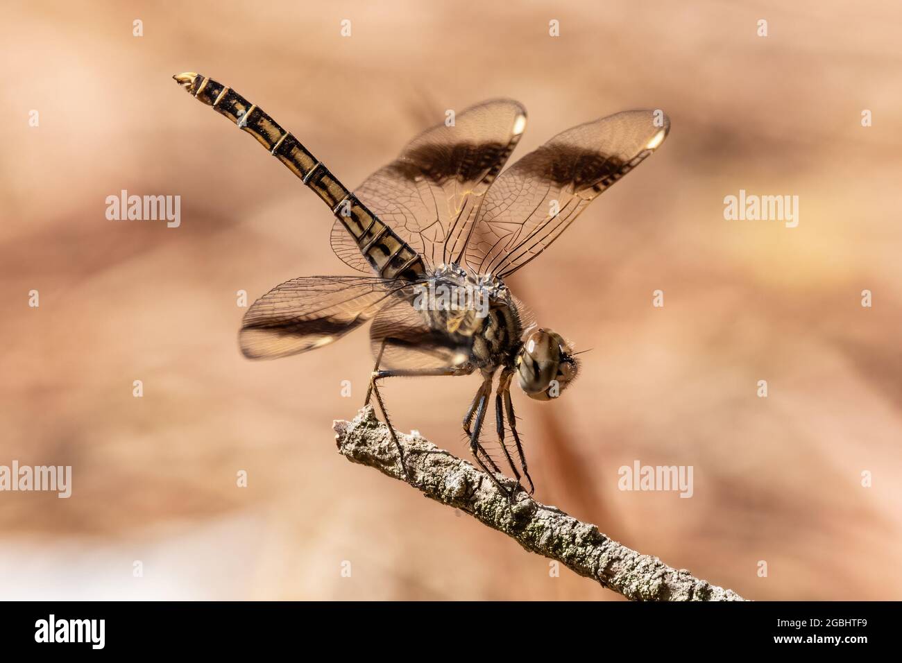 Brachythemis leucosticta oder Brachythemis impartita EINE braun gestreifte Libelle, die auf einem Holzmast thront Stockfoto