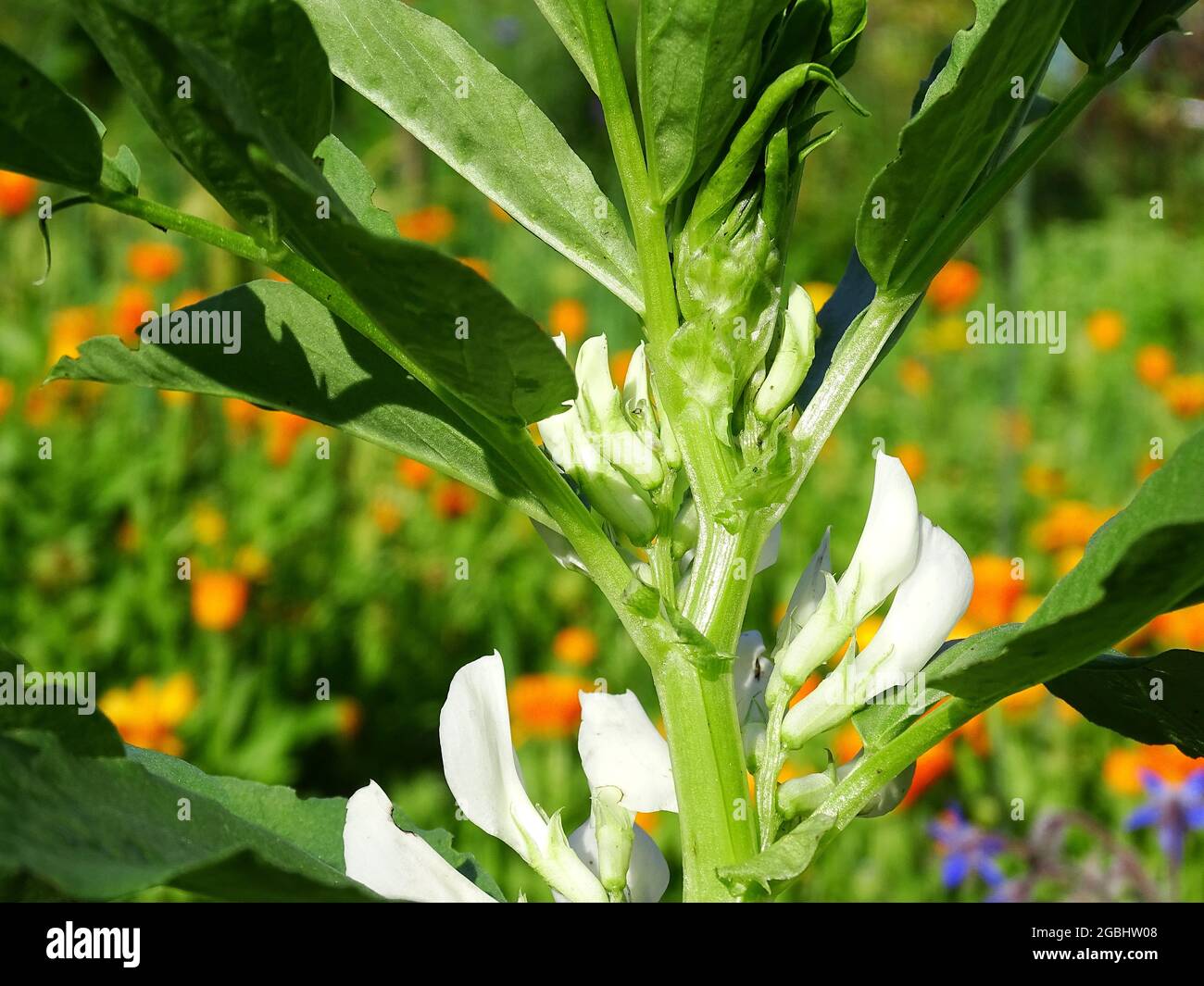 Nahaufnahme der weißen Blüten der breiten Bohne (Vicia faba), mit orangefarbener Ringelblume im Hintergrund Stockfoto