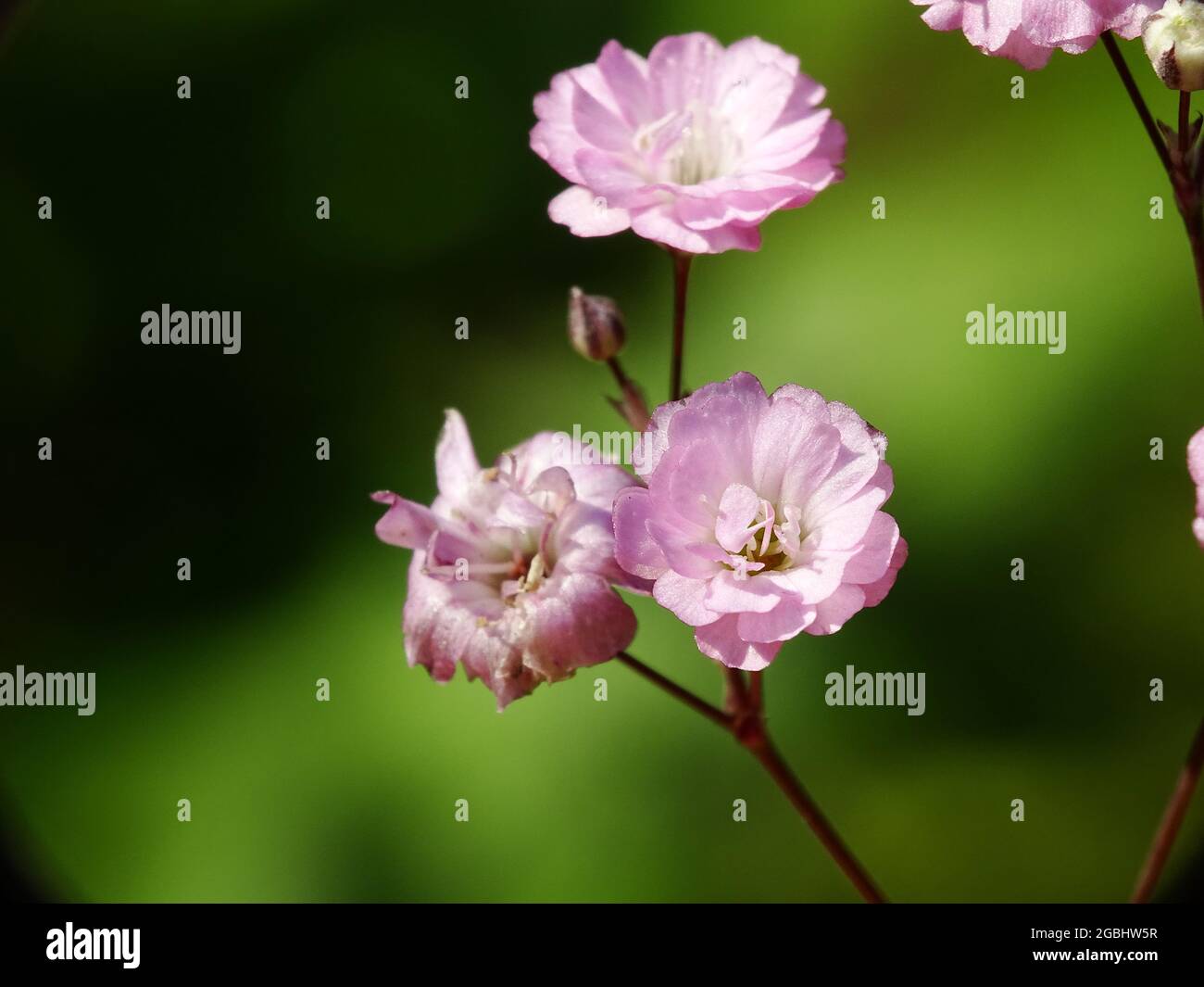 Makro einer rosa Blüte der Gipsophila rosenschleier, grün verschwommener Hintergrund Stockfoto