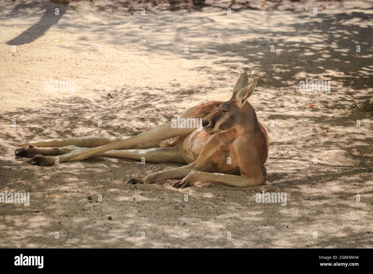 Großes rotes Känguru, das unter dem Schatten eines Baumes ruht Stockfoto