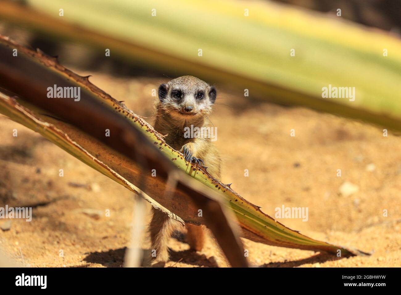 Surikat oder Erdmännchen (Suricata suricatta) Detail Porträt Stockfoto