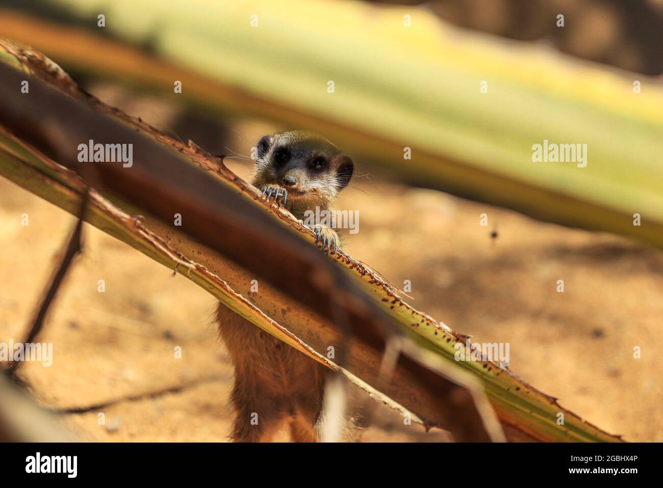 Surikat oder Erdmännchen (Suricata suricatta) Detail Porträt Stockfoto