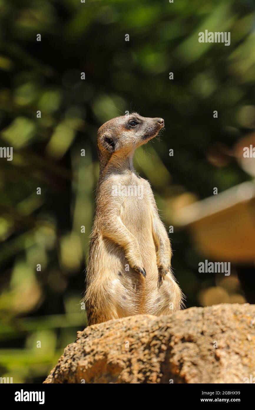 Surikat oder Erdmännchen (Suricata suricatta) Detail Porträt Stockfoto