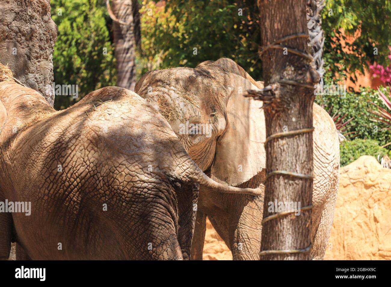 Afrikanischer Elefant hinter einem Baum in der Savanne Stockfoto