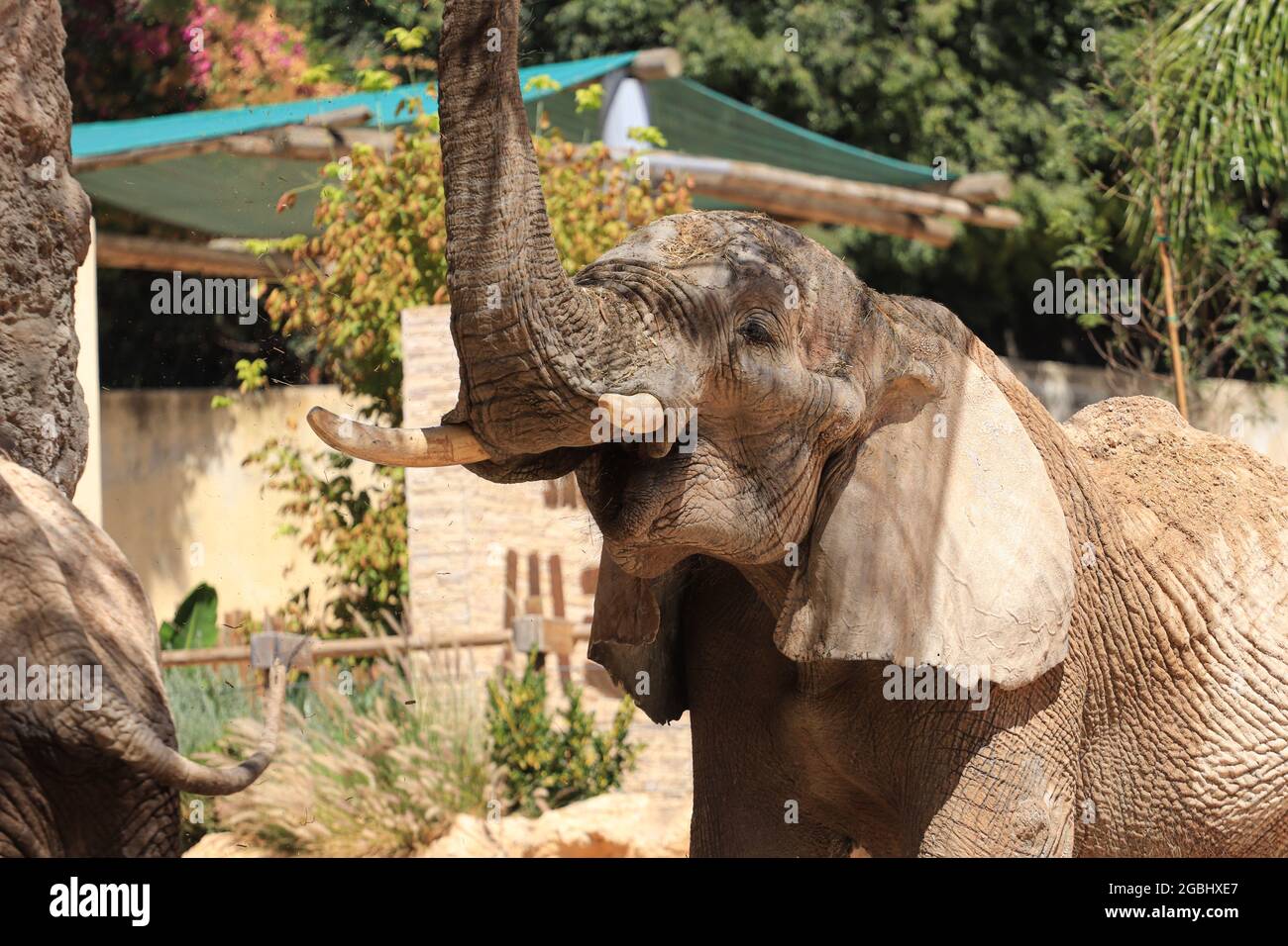 Afrikanischer Elefant hinter einem Baum in der Savanne Stockfoto