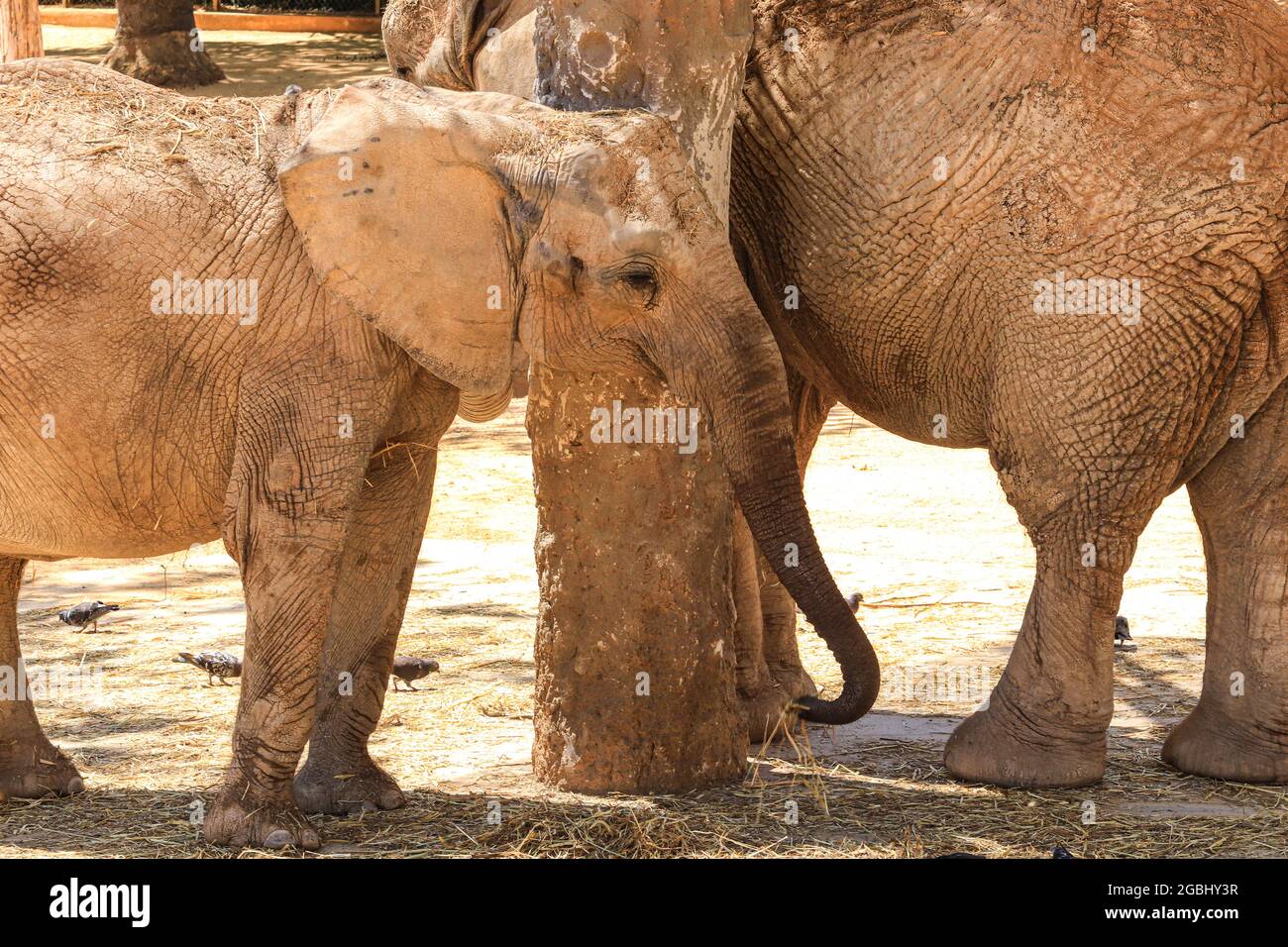 Junger afrikanischer Elefant in der Savanne. Stockfoto
