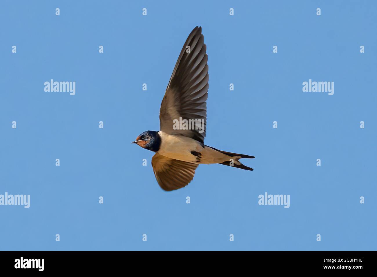 Schwalbe (Hirundo rustica). Es ist die am weitesten verbreitete Schwalbenart der Welt. Es ist ein unverwechselbarer Singvögel mit blauen oberen Teilen und Stockfoto