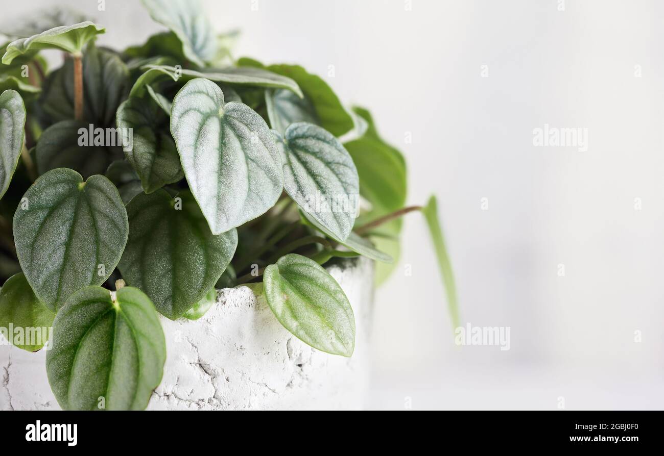 Nahaufnahme einer Peperomia Orba Frost Zimmerpflanze über einem hellen Hintergrund mit leerem Text. Stockfoto