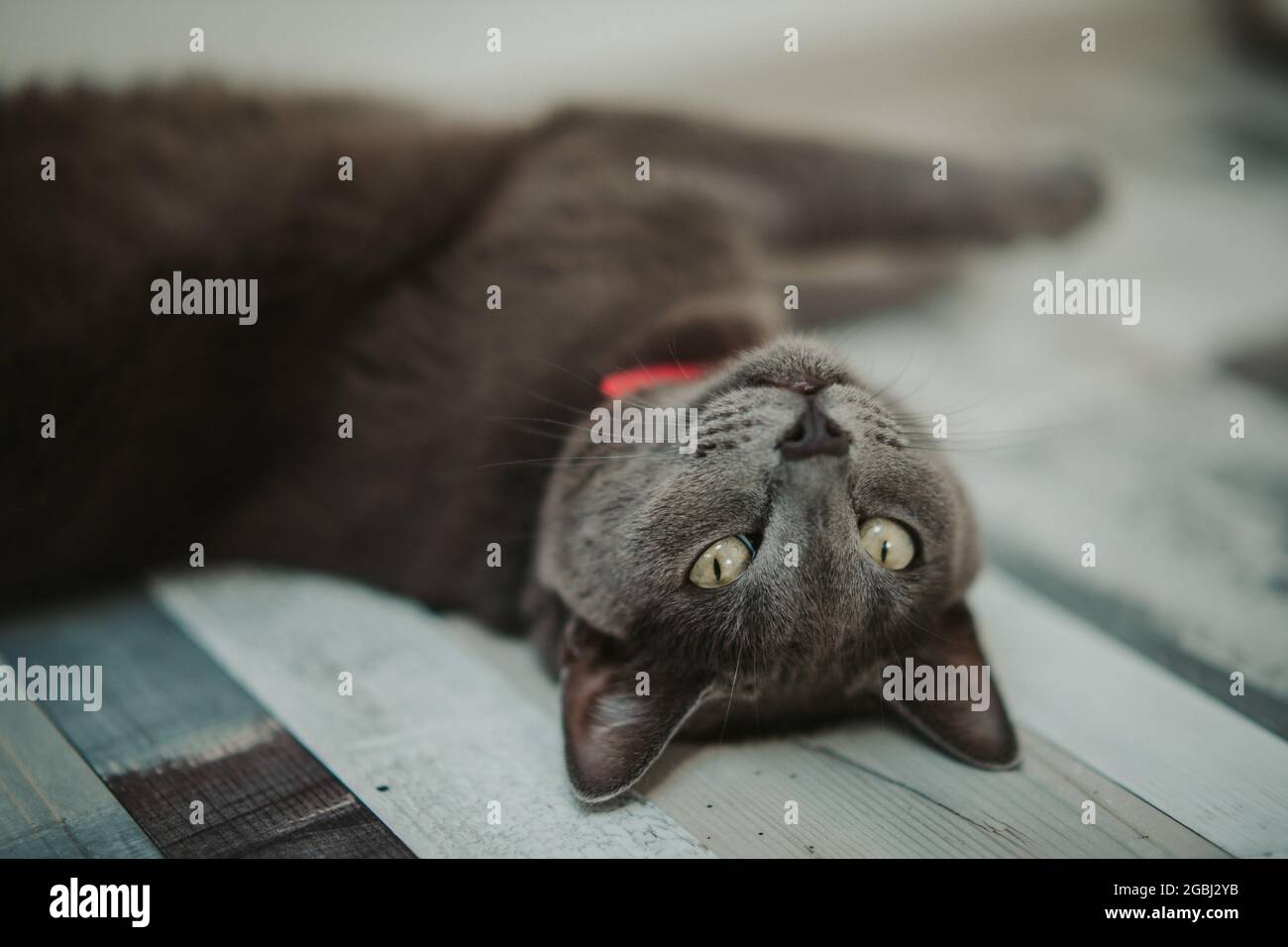 Anmutige graue Katze mit schönen grünen Augen, die auf einer hölzernen Oberfläche liegt Stockfoto