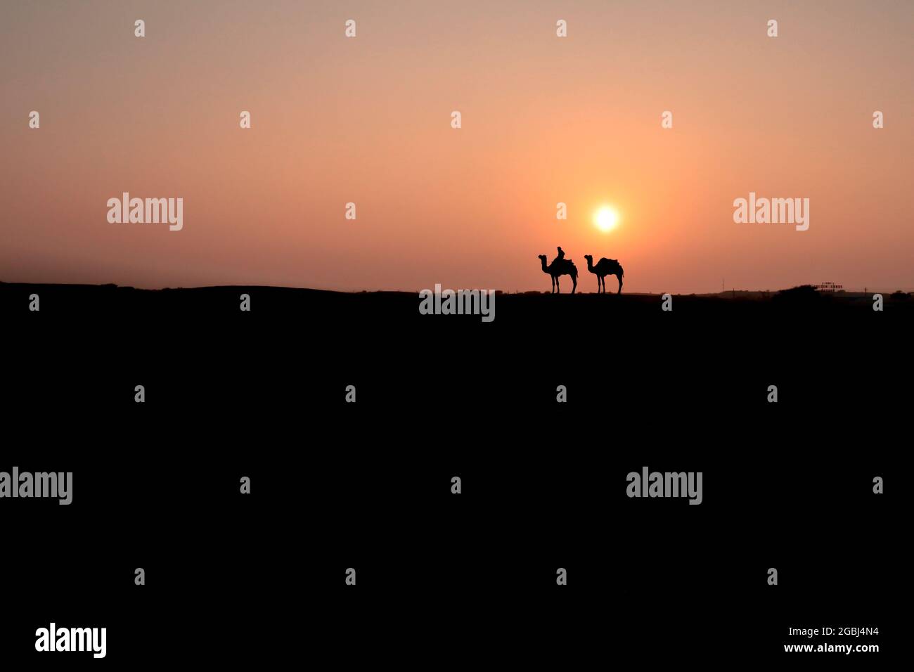 Silhouette der Wüste mit Kamel Stockfoto