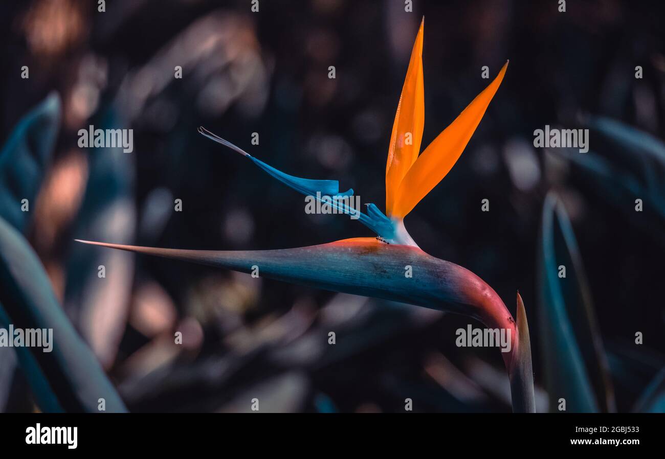 Natur Makro Aufnahme Fujifilm Farben Tapete Hintergrund Stockfoto