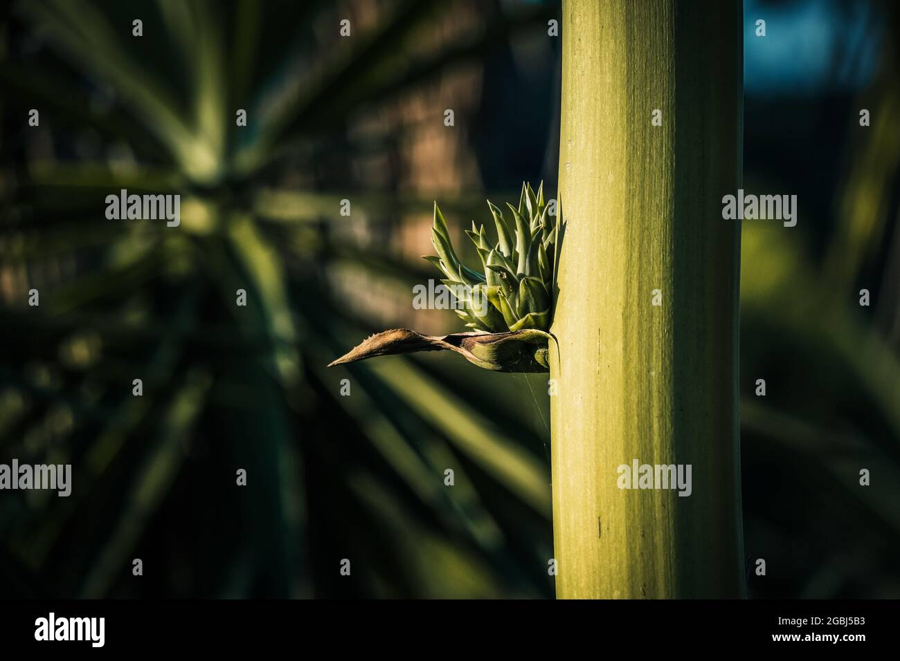 Natur Makro Aufnahme Fujifilm Farben Tapete Hintergrund Stockfoto