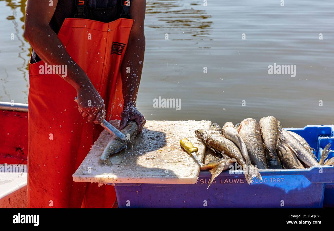 Fische Richtig Vorbereiten Nach Dem Fang Stockfoto