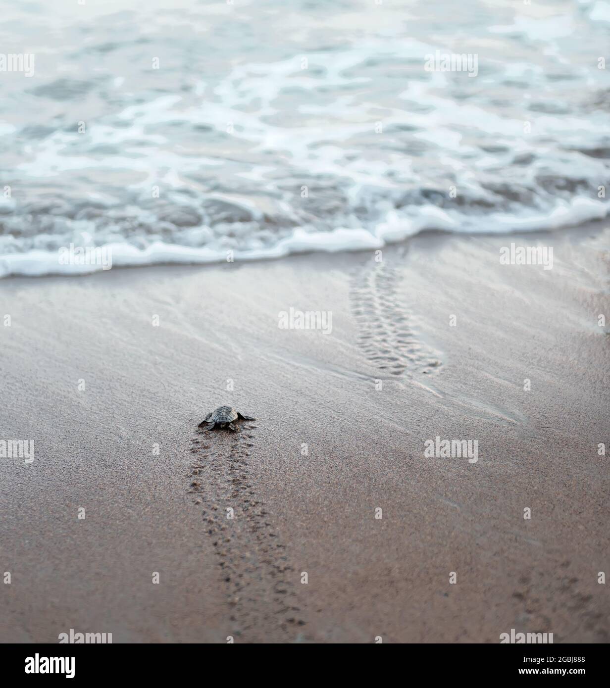 Seeschildkröten, die am Sandstrand schlüpfen, gelangen sicher ins Meer und hinterlassen Flossen-Spuren auf nassem Sand Stockfoto