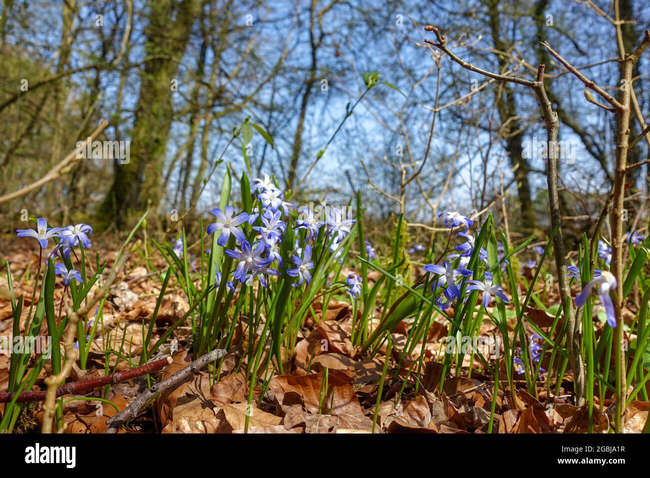 BOTANIK, SCILLA, SCILLA SIBERICA, ZUR GRUSSKARTEN-/POSTKARTENVERWENDUNG IN KEIMREDE.C ES KÖNNEN BESTIMMTE EINSCHRÄNKUNGEN GELTEN Stockfoto