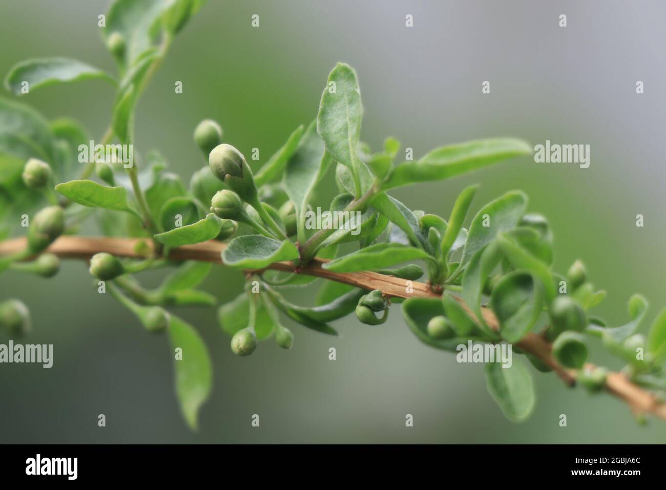 Vor Blüte der Goji-Beere chinesische Wolfbeere mit grünem Hintergrund Stockfoto