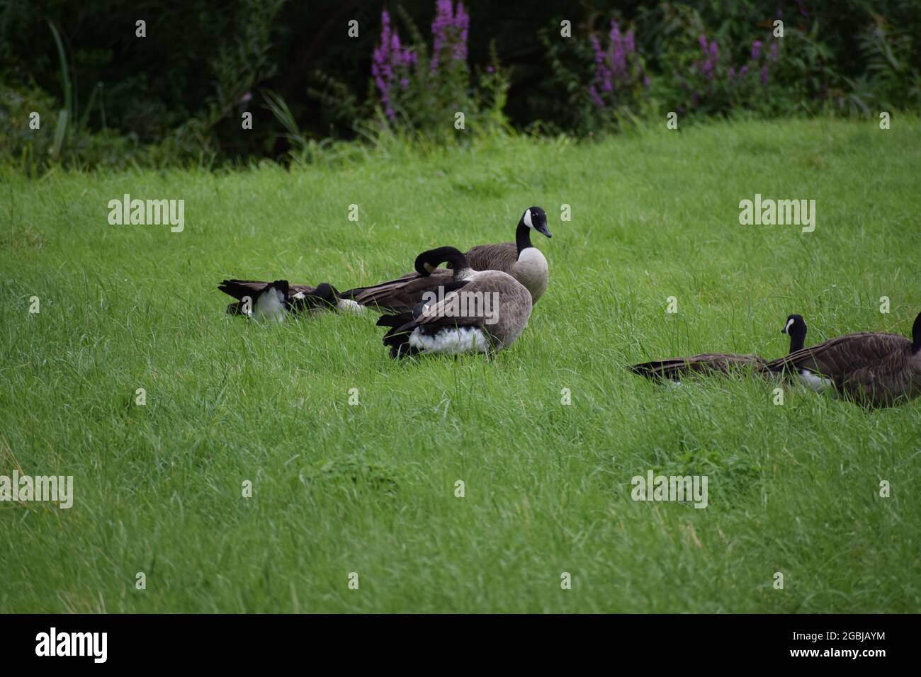 Graugänse Stockfoto