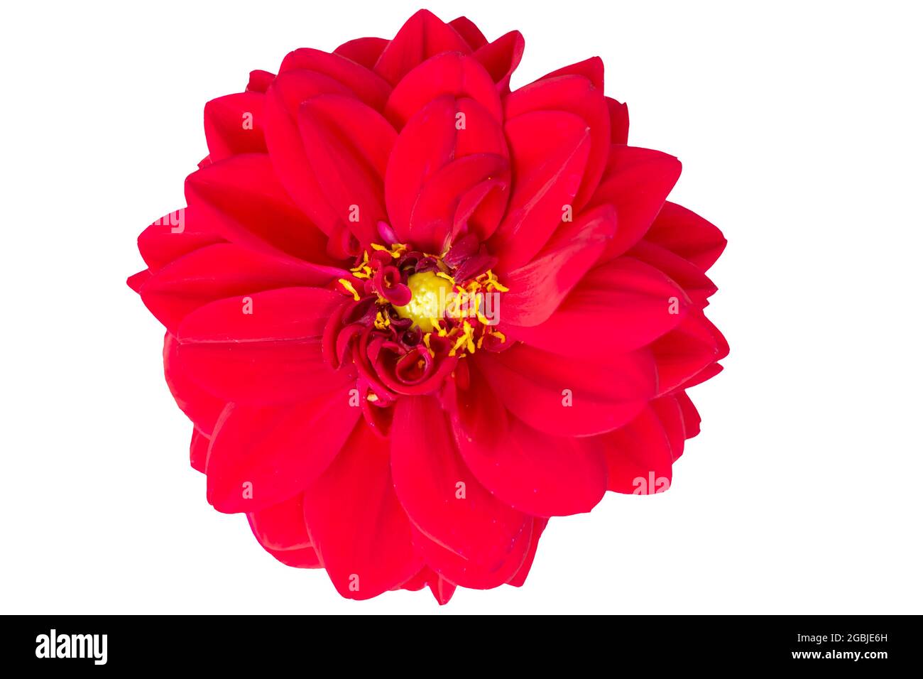 Eine schöne rote Pflanze. Nahaufnahme Zinnia Blume auf weißem Hintergrund. Stockfoto