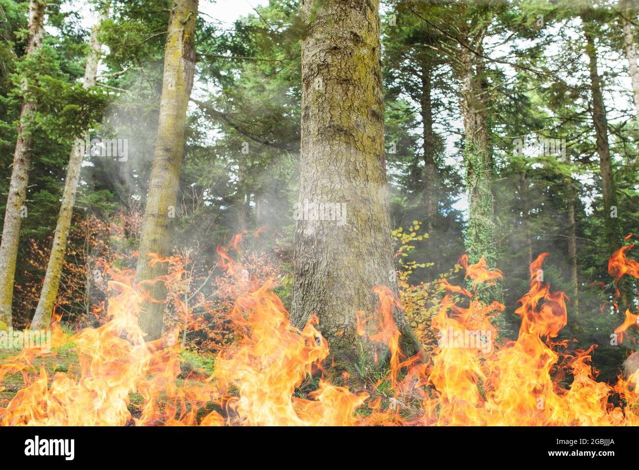 Großes Katastrophenwildfeuer im Wald in der Türkei. Halp Aufruf zur Zerstörung der Natur durch Feuer. Hochwertige Fotos Stockfoto