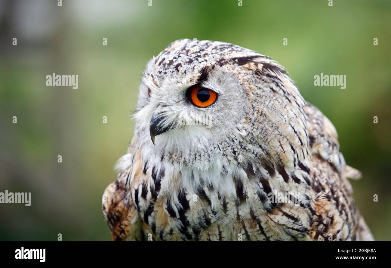 Sibirische Adlereule hockte Kopfschüsse Stockfoto