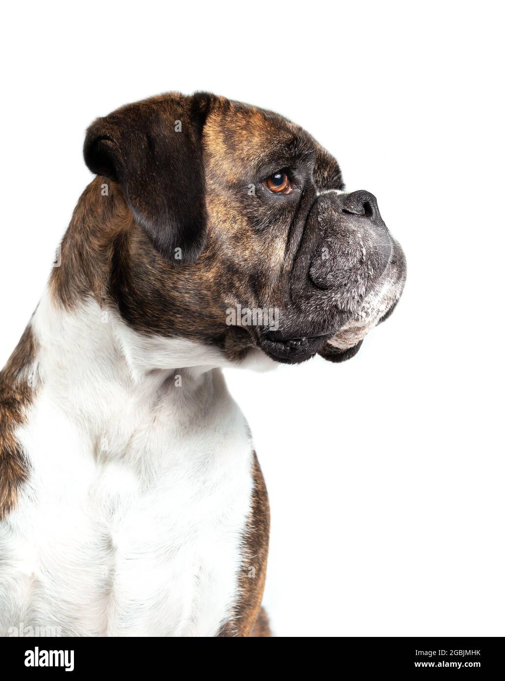 Isolierter Hund, der etwas vom Bildschirm aus betrachtet. Teilweises Seitenprofil des erwachsenen Boxer-Hundes sitzend, mit brinle-Färbung. Mittelgroßer bis großer kurzer hai Stockfoto