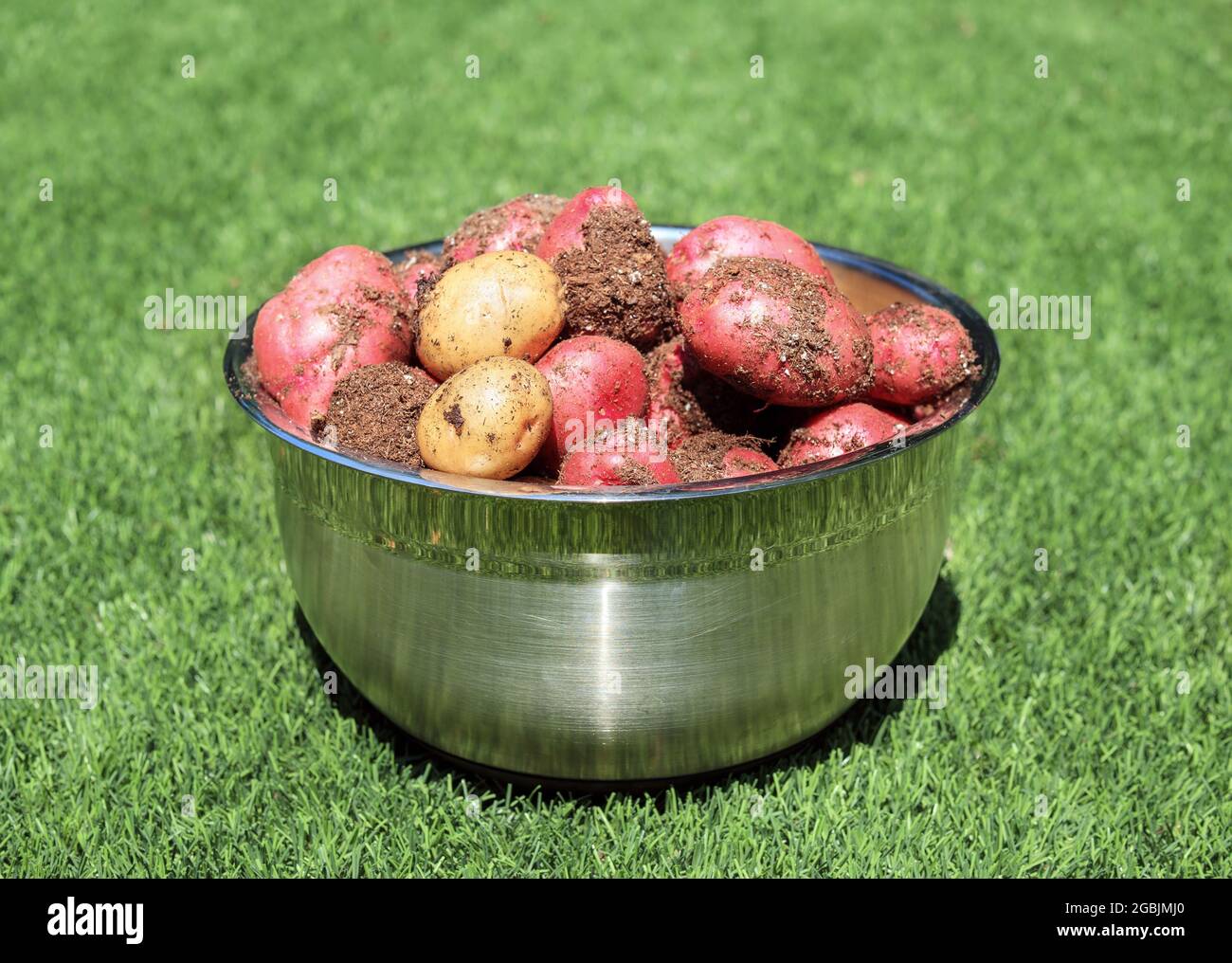 Frisch gepflückte neue Kartoffeln in einer großen Schüssel, die gerade geerntet wurde. Edelstahlbehälter mit rohen mittelgroßen roten und gelben Kartoffeln auf künstlichem Hinterhof Stockfoto