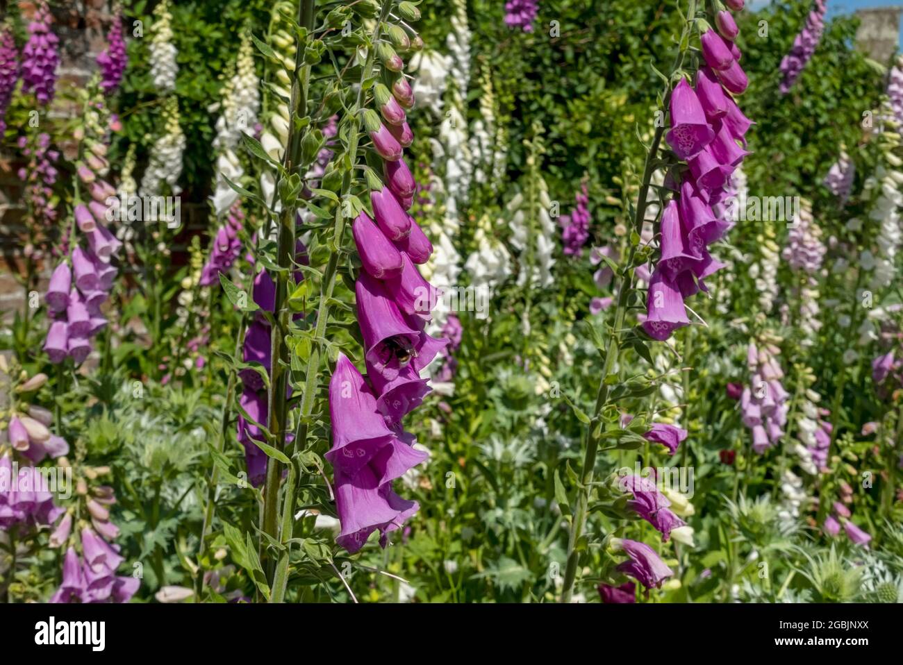 Nahaufnahme von lila rosa und weißen Füchshandschuhen Füchshandschuhblumen blühen im Sommer im Garten England Vereinigtes Königreich GB Großbritannien Stockfoto