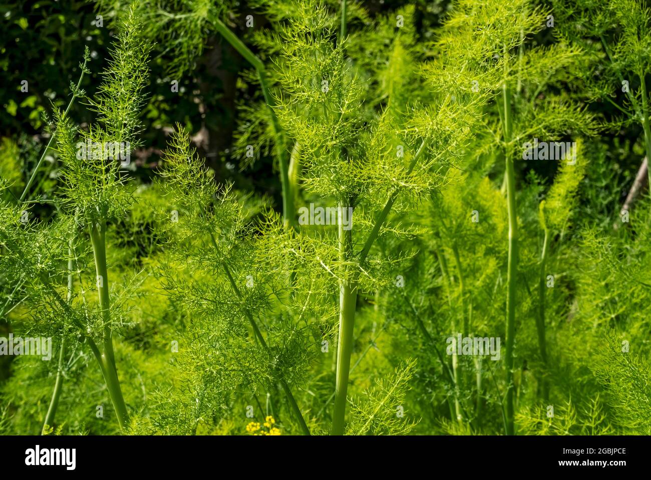 Nahaufnahme von Fenchelpflanzenblättern (foeniculum vulgare) im Sommer England Vereinigtes Königreich GB Großbritannien Stockfoto