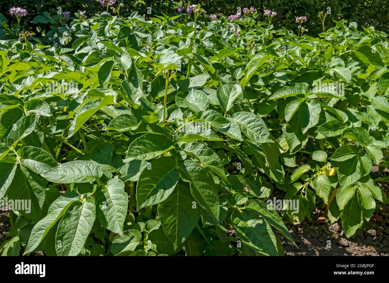 Kartoffelpflanzen Kartoffeln Pflanzen Gemüse im Garten im Sommer anbauen England Vereinigtes Königreich GB Großbritannien Stockfoto