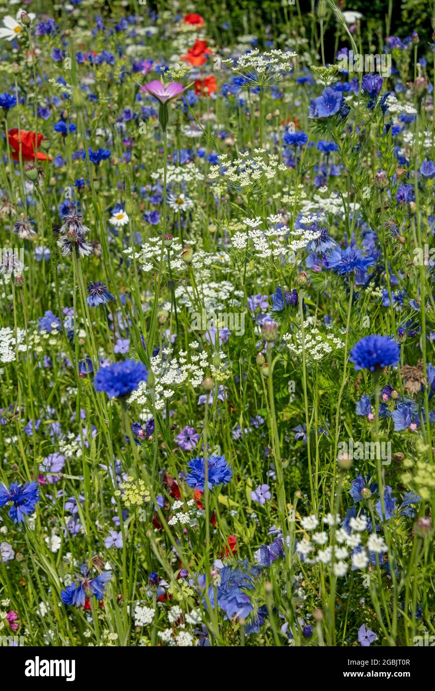 Nahaufnahme von Wildblumen Kornblume Kuh Petersilie Wildblumen Wiese im Ferienhaus Garten Border Blumenbeet im Sommer England Großbritannien Großbritannien Großbritannien Großbritannien Großbritannien Großbritannien Stockfoto