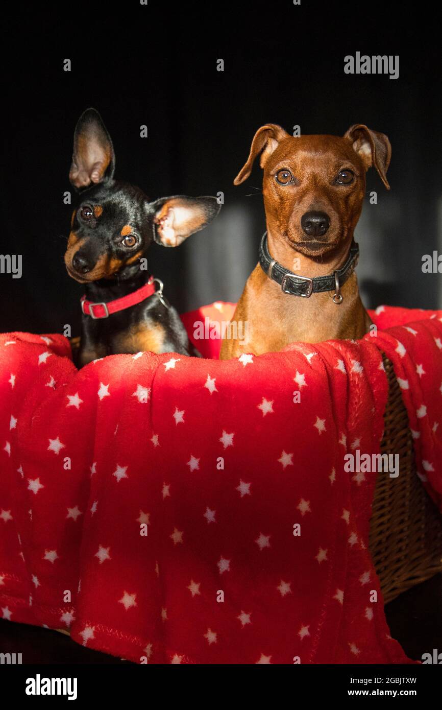 Zwei kleine Hunde Freunde sitzen im Korb mit roter Decke Stockfoto