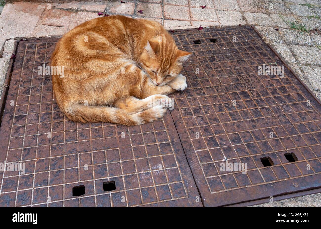 Orange Ingwer Katze schläft auf Street Metal Service Plakette Stockfoto