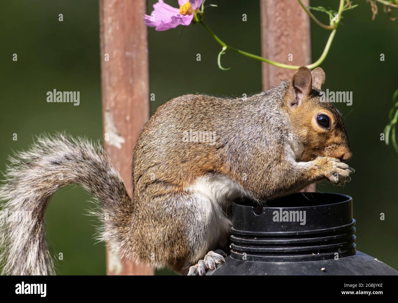 Hinterhof Eichhörnchen, die sich mit Vogelsaat ernähren Stockfoto