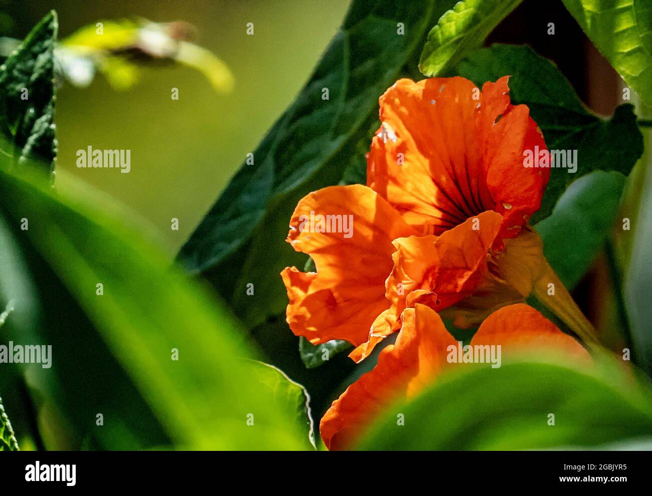 Orange Nasturtiums an einem schattigen Platz im Garten Stockfoto